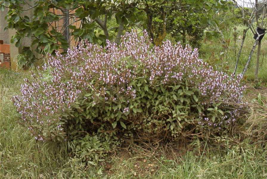 2003-04-18-052-Salvia