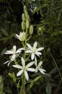2003-04-18-053-Ornithogalum