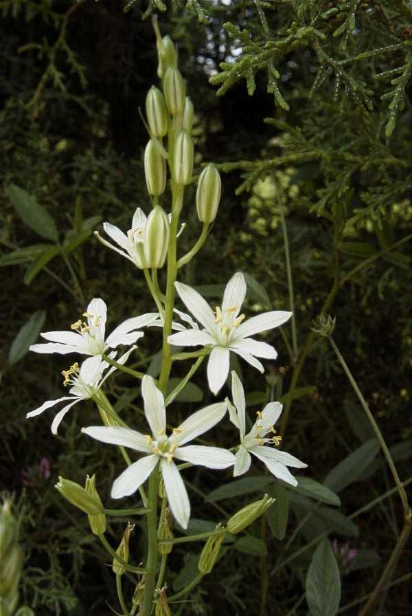 2003-04-18-053-Ornithogalum