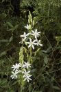 2003-04-18-054-Ornithogalum