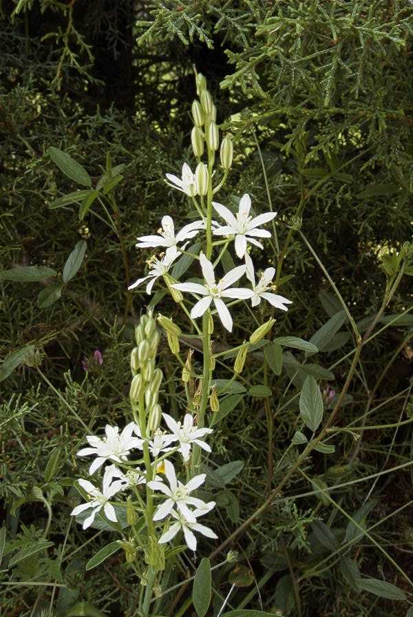 2003-04-18-054-Ornithogalum