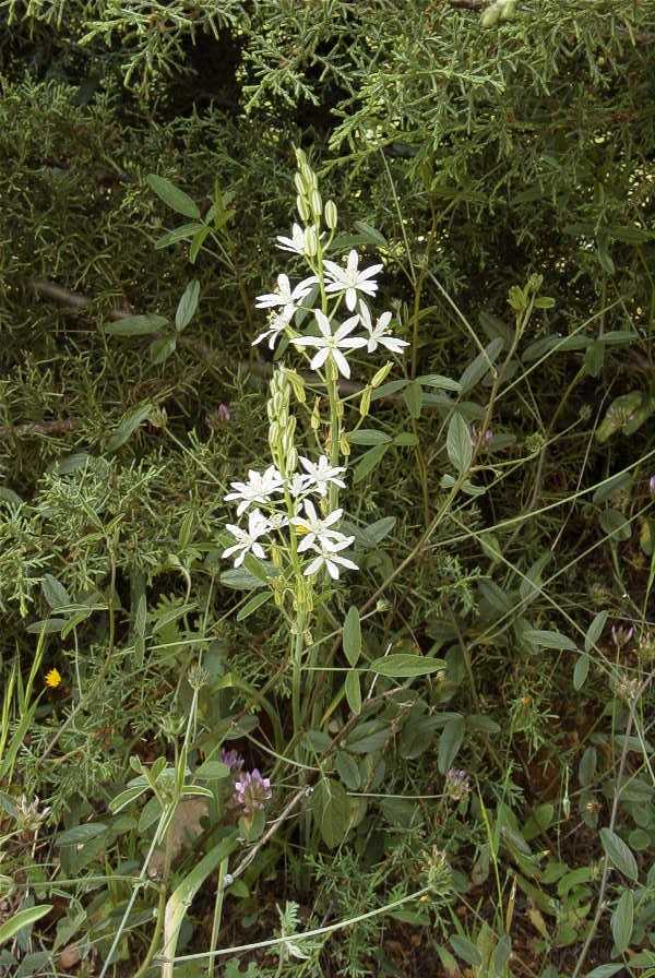 2003-04-18-055-Ornithogalum