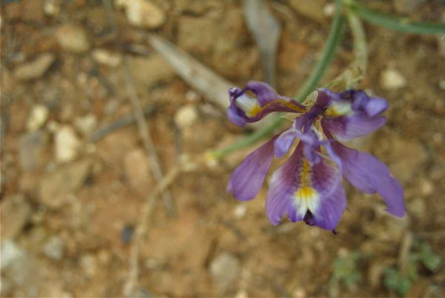 2003-04-18-057-Iris-reticulata