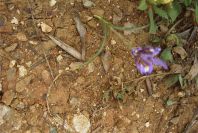 2003-04-18-058-Iris-reticulata-leaves