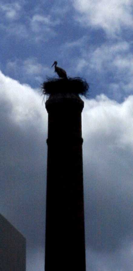 2003-04-19-009-Stork-on-nest
