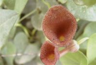 2003-04-19-012-Aristolochia