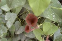 2003-04-19-013-Aristolochia