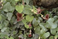 2003-04-19-014-Aristolochia