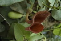 2003-04-19-015-Aristolochia