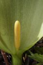2003-04-20-005-Arum
