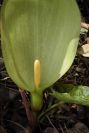2003-04-20-006-Arum