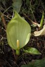 2003-04-20-007-Arum
