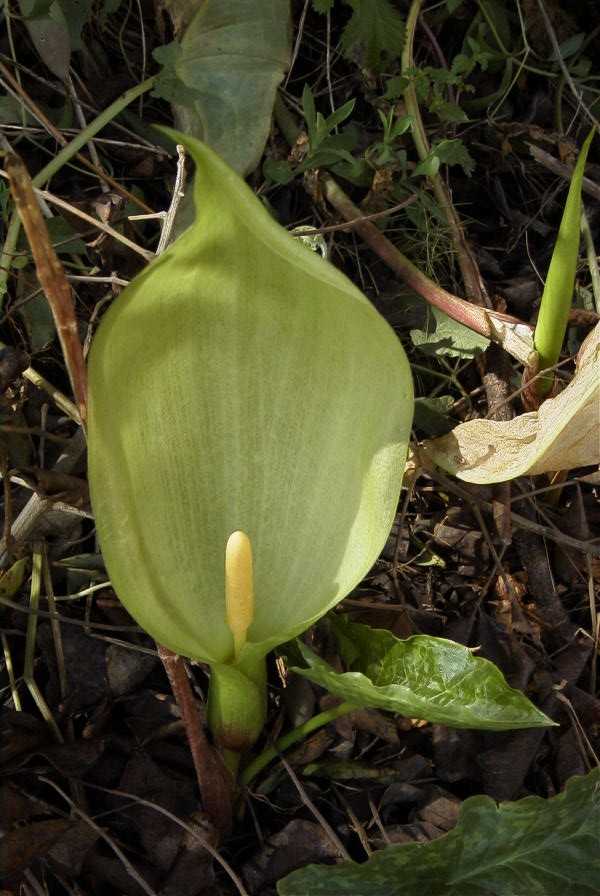 2003-04-20-007-Arum