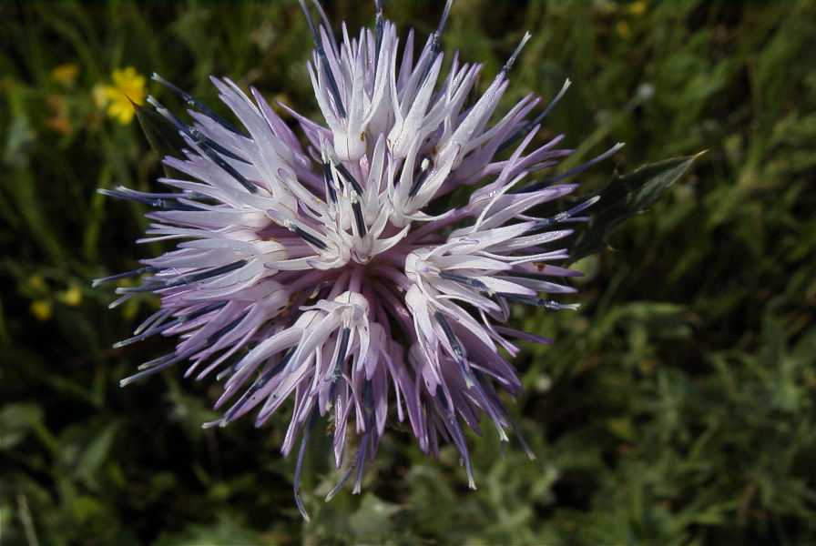 2003-04-20-008-Thistle