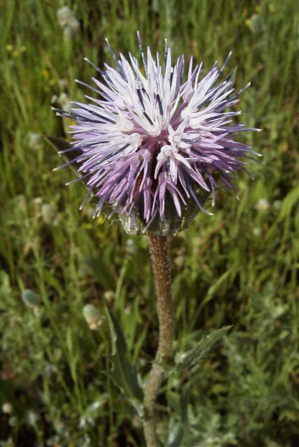 2003-04-20-009-Thistle