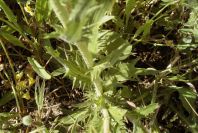 2003-04-20-010-Thistle-leaves