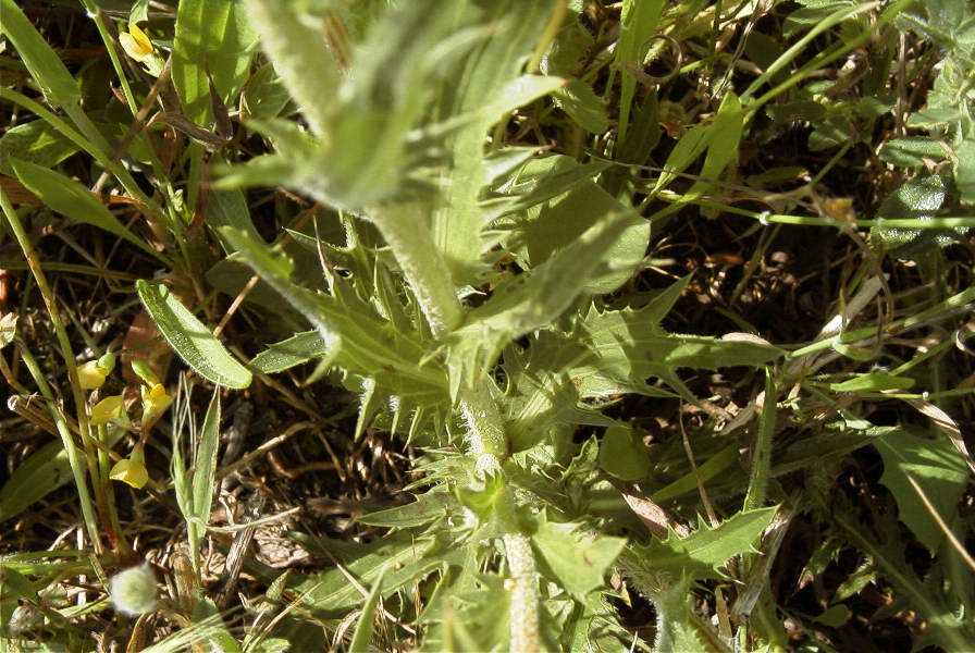 2003-04-20-010-Thistle-leaves