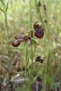 2003-04-20-011-Orchid