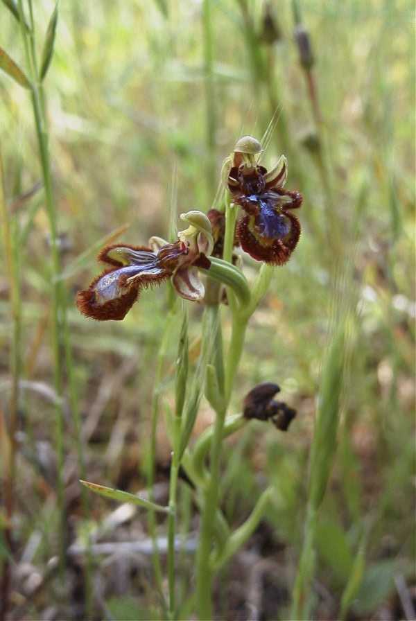 2003-04-20-011-Orchid