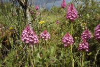 2003-04-20-012-Orchids-field-full