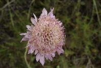 2003-04-20-013-Knautia-Scabiosa
