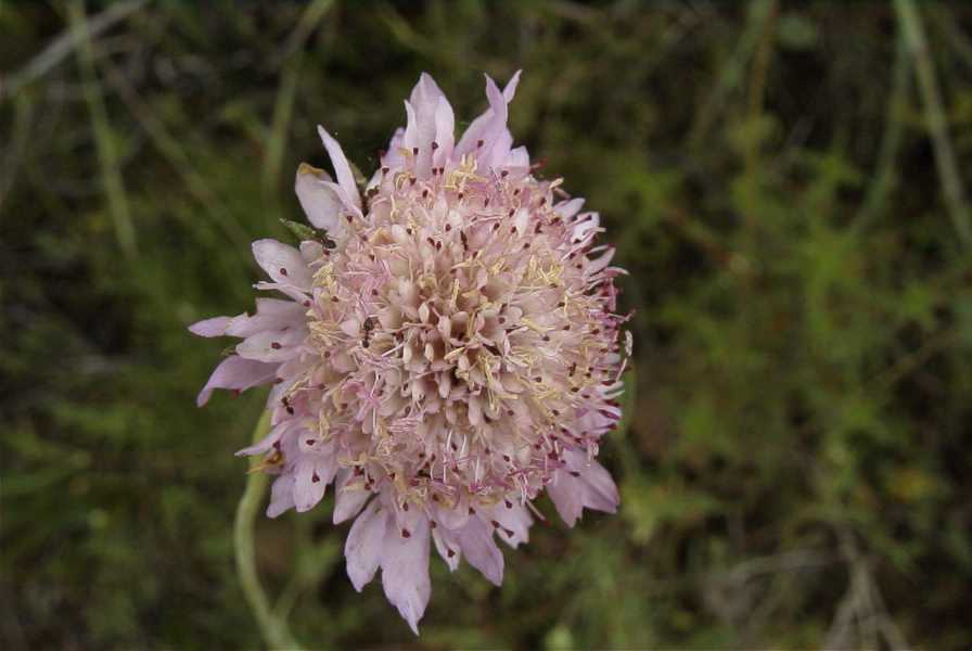 2003-04-20-013-Knautia-Scabiosa