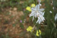 2003-04-20-014-Asphodel