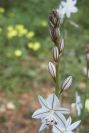 2003-04-20-016-Asphodel