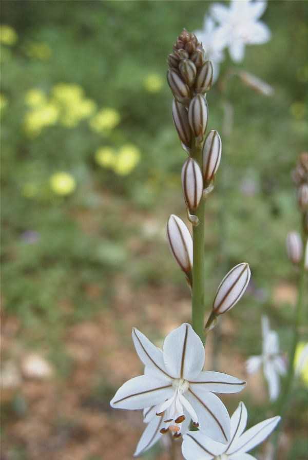 2003-04-20-016-Asphodel