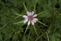 2003-04-20-017-Tragopogon