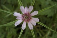 2003-04-20-018-Tragopogon
