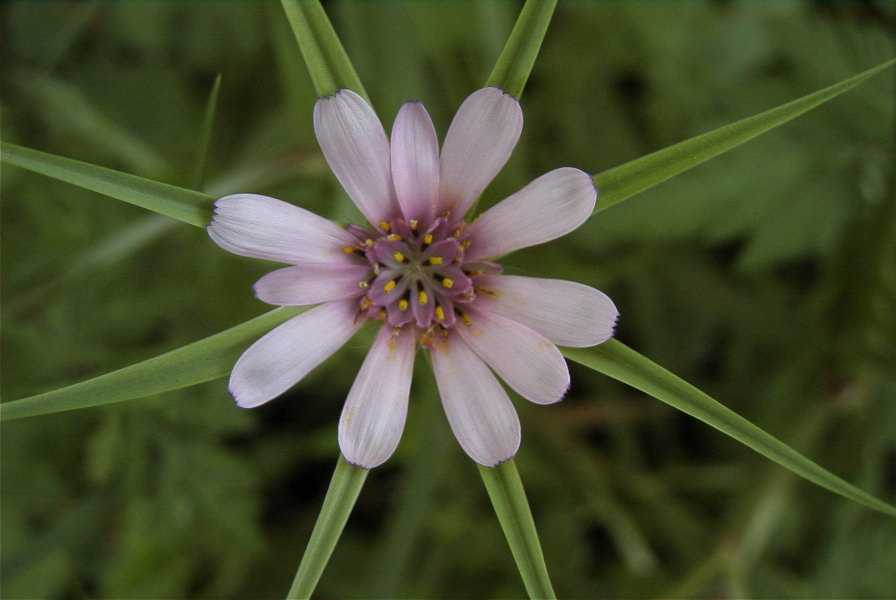 2003-04-20-018-Tragopogon