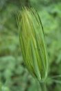 2003-04-20-019-Tragopogon-bud