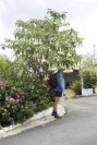 2003-04-20-020-Datura-tree