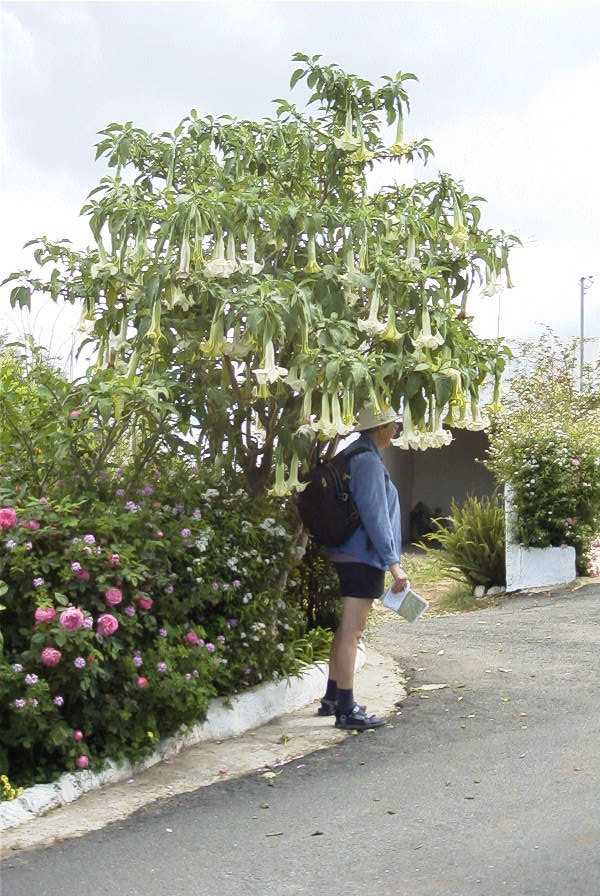 2003-04-20-020-Datura-tree