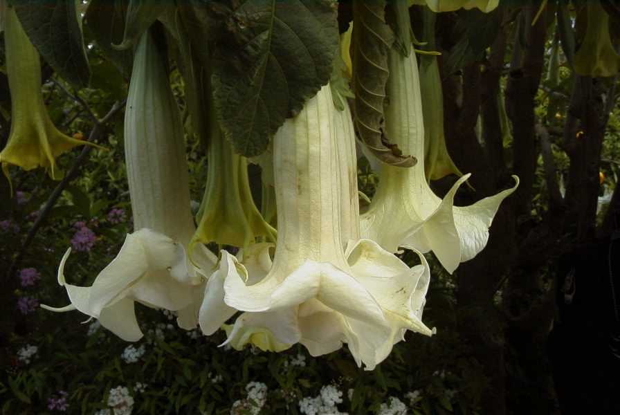 2003-04-20-021-Datura-tree