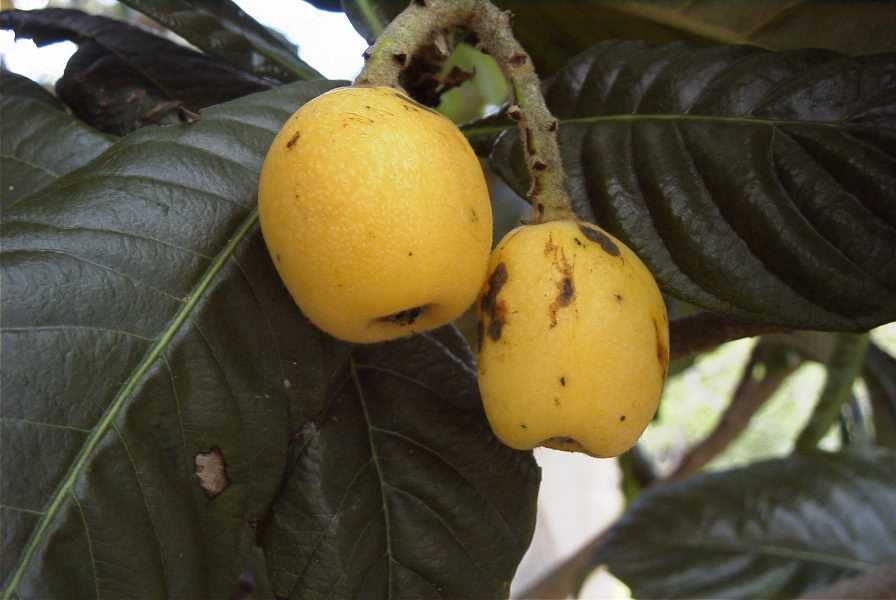 2003-04-20-023-Loquats