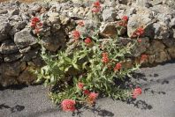 2003-04-20-024-Valerian