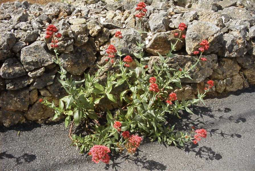 2003-04-20-024-Valerian