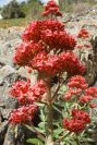 2003-04-20-025-Valerian