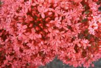 2003-04-20-026-Valerian