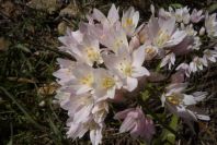 2003-04-20-027-Alium-roseum