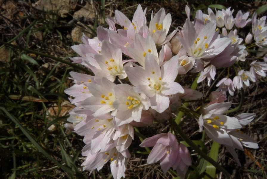 2003-04-20-027-Alium-roseum