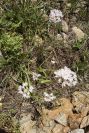 2003-04-20-028-Alium-roseum