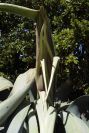 2003-04-20-029-Agave-americana
