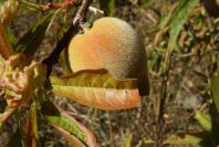 2003-04-20-032-Peach