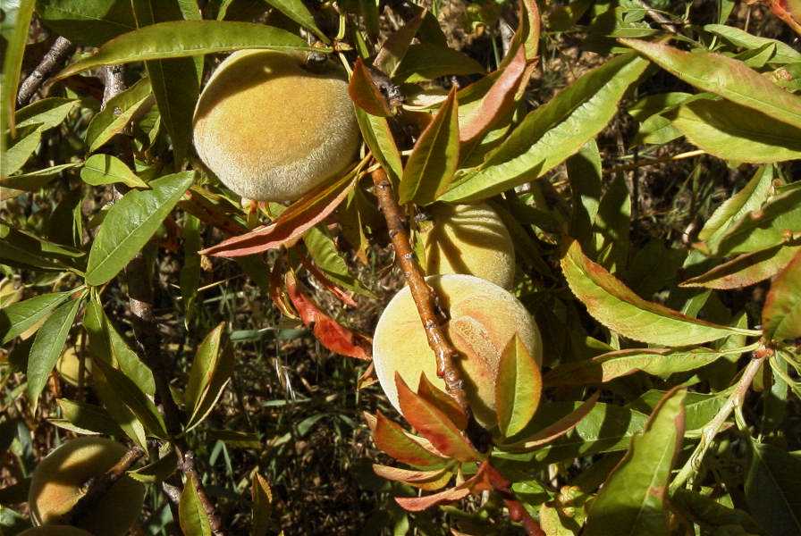 2003-04-20-033-Peach