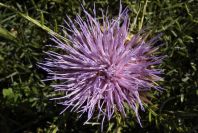 2003-04-20-035-Thistle