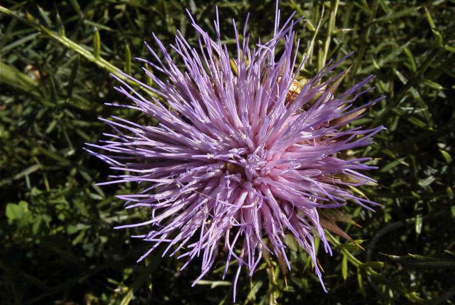 2003-04-20-035-Thistle
