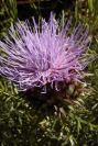 2003-04-20-036-Thistle